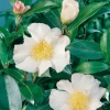 Camellia SASANQUA 'Hino de Gumo'