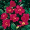 Camellia SASANQUA 'Hiryu'