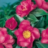 Camellia SASANQUA 'Kanjiro'