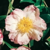 Camellia SASANQUA 'Narumi-Gata'