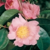 Camellia SASANQUA 'Plantation Pink'