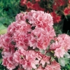 Azalea giapponese 'Blaauw's Pink'