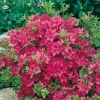 Azalea giapponese 'Amoena'