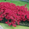 Azalea giapponese 'Hino Crimson'