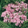 Azalea giapponese 'Kermesina'