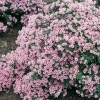 Azalea giapponese 'Kirin'