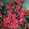 Azalea giapponese 'Manuska'