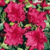 Azalea giapponese 'Red Wing'