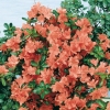 Azalea giapponese 'Rex'