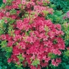 Azalea giapponese 'Rosa King'