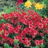 Azalea giapponese 'Santa Maria'