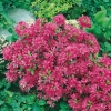 Azalea giapponese 'Silvester'