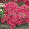 Azalea giapponese 'Vuyk's Rosyred'