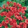 Azalea giapponese 'Vuyk's Scarlet'