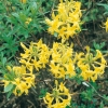 Azalea mollis 'Arpege'