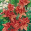 Azalea mollis 'Dr M. Oosthoeck'