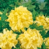 Azalea mollis 'Golden Sunset'