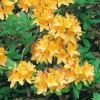 Azalea mollis 'Lingot d'Or'