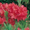 Azalea mollis 'Mrs Peter Koster'