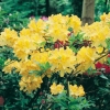 Azalea mollis 'Sun Chariot'