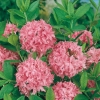 Azalea mollis 'Sunset Pink'