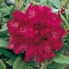 Rododendro 'America'