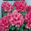 Rododendro 'Anna Rose Whitney'