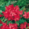 Rododendro 'Britannia'