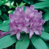 Rododendro 'Catawbiense'