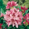 Rododendro 'Cosmopolitan'