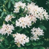 Rododendro 'Cunningham's White'