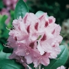 Rododendro 'Humbolt'