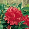 Rododendro 'Jean-Marie de Montague'