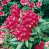 Rododendro 'John Walter'