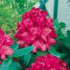 Rododendro 'Nova Zembla'