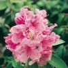 Rododendro 'Pink Pearl'