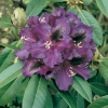 Rododendro 'Purple Splendour'