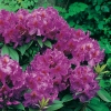 Rododendro 'Red Eye'