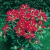 Rododendro 'Scyphocallis'