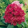 Rododendro 'Souvenir Congo'