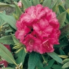 Rododendro 'Wilgen's Ruby'