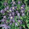 Clematis ALPINA 'Pamela Jackmann'