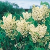 Syringa VULGARIS 'Primrose'