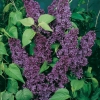 Syringa VULGARIS 'Souvenir de Louis Spaeth'