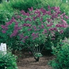 Syringa VULGARIS 'Charles Joly'