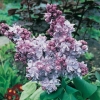 Syringa VULGARIS 'Katherine Havemeyer'