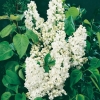 Syringa VULGARIS 'Mme Lemoine'