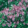 Syringa VULGARIS 'Michel Buchner'