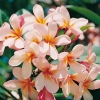 Plumeria ROSEA