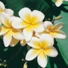 Plumeria RUBRA var. Acutifolia